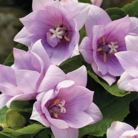 Platycodon - Floarea Balon "Pink" - Radacina Floare Perena 2