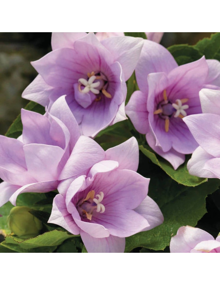 platycodon fuji pink - radacina mare de planta perena de gradina