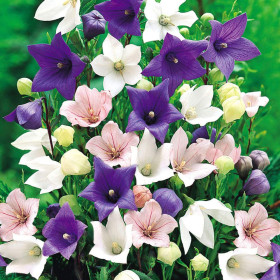 Platycodon - Floarea Balon "Mix Promo" - 5 Radacini Floare Perena
