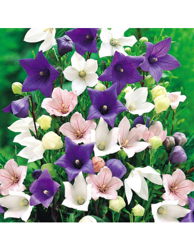Platycodon - Floarea Balon "Mix Promo" - 5 Radacini Floare Perena