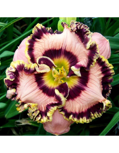 Hemerocallis "Vegas Jackpot" - Radacini Flori Perene