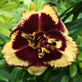 Hemerocallis "Tiger Blood" - Radacini Flori Perene