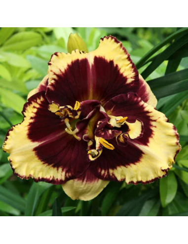 Hemerocallis "Tiger Blood" - Radacini Flori Perene