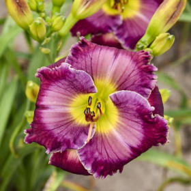 Hemerocallis "Glass Darkly" - Radacini Flori Perene