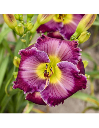 Hemerocallis "Glass Darkly" - Radacini Flori Perene