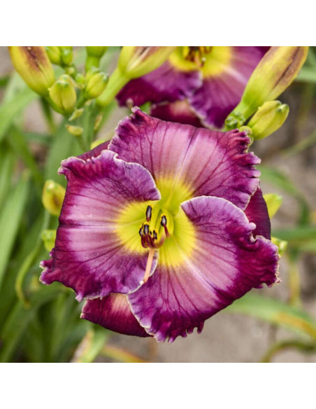 Hemerocallis "Glass Darkly" - Radacini Flori Perene