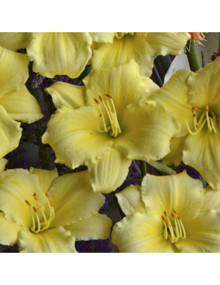 Hemerocallis "Stella Supreme" - Radacini Flori Perene