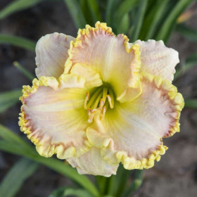 Hemerocallis "Singular Sensation" - Radacini Flori Perene