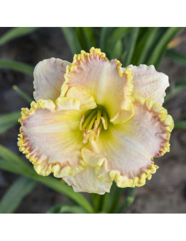 Hemerocallis "Singular Sensation" - Radacini Flori Perene