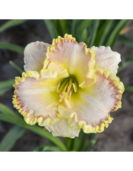 Hemerocallis "Singular Sensation" - Radacini Flori Perene