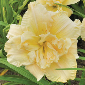 Hemerocallis "Schnikel Fritz" - Radacini Flori Perene