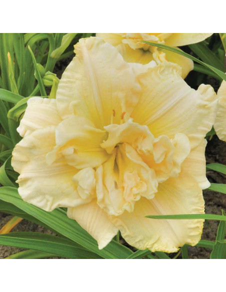 Hemerocallis "Schnikel Fritz" - Radacini Flori Perene