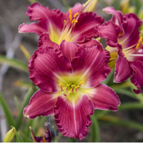 Hemerocallis "Romantic Returns" - Radacini Flori Perene