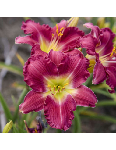 Hemerocallis "Romantic Returns" - Radacini Flori Perene