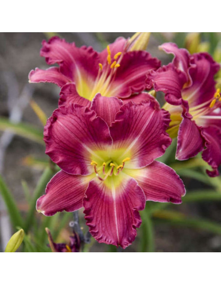 Hemerocallis "Romantic Returns" - Radacini Flori Perene
