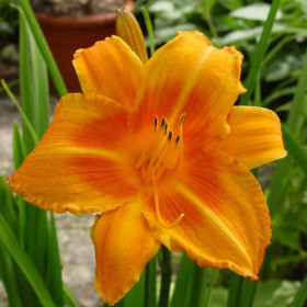 Hemerocallis "Rocket City" - Radacini Flori Perene