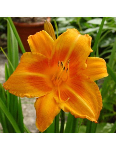 Hemerocallis "Rocket City" - Radacini Flori Perene