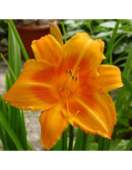 Hemerocallis "Rocket City" - Radacini Flori Perene