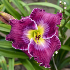 Hemerocallis "Rich Mercy" - Radacini Flori Perene