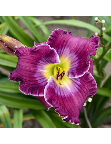 Hemerocallis "Rich Mercy" - Radacini Flori Perene