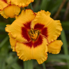 Hemerocallis "Pooh Bear" - Radacini Flori Perene
