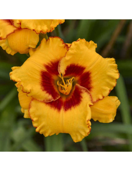 Hemerocallis "Pooh Bear" - Radacini Flori Perene