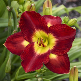 Hemerocallis "Passion for Red" - Radacini Flori Perene