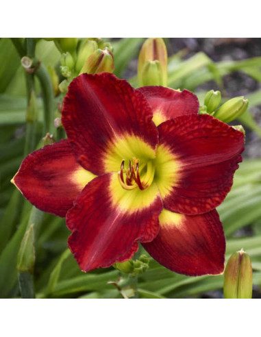 Hemerocallis "Passion for Red" - Radacini Flori Perene