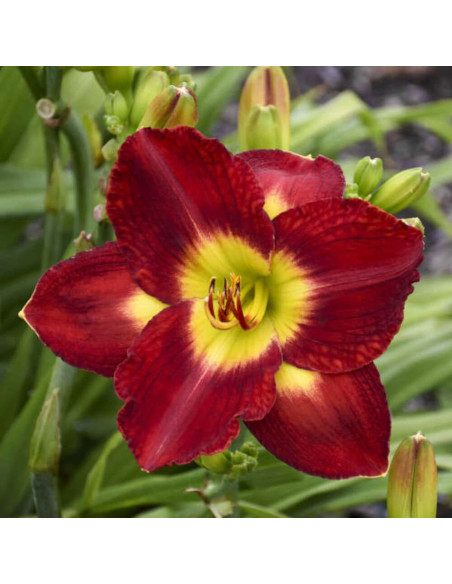 Hemerocallis "Passion for Red" - Radacini Flori Perene