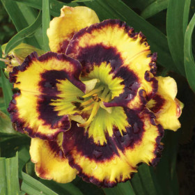 Hemerocallis "Pansy Charmer" - Radacini Flori Perene
