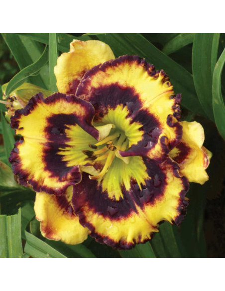 Hemerocallis "Pansy Charmer" - Radacini Flori Perene