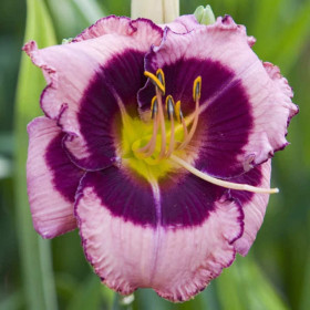 Hemerocallis "Macbeth" - Radacini Flori Perene