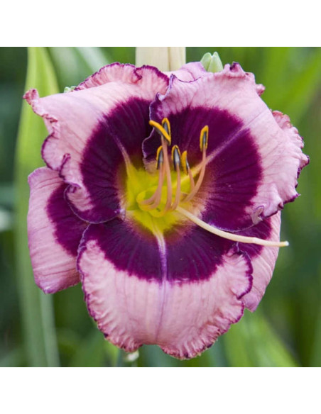 Hemerocallis "Macbeth" - Radacini Flori Perene
