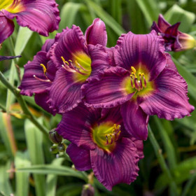 Hemerocallis "Little Graplette" - Radacini Flori Perene