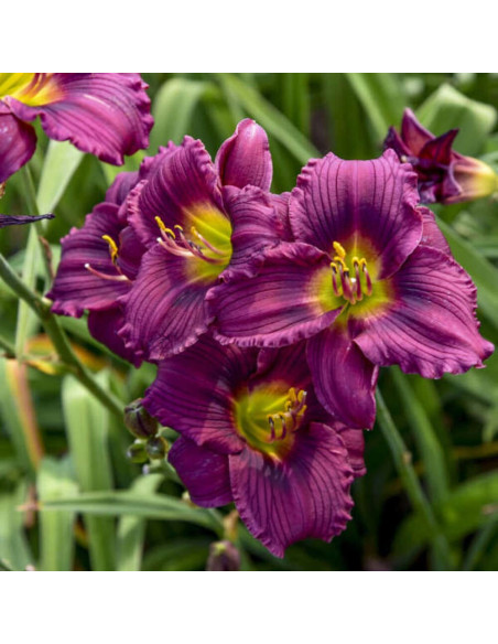 Hemerocallis "Little Graplette" - Radacini Flori Perene