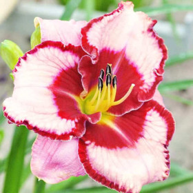 Hemerocallis "Lies & Lipstick" - Radacini Flori Perene