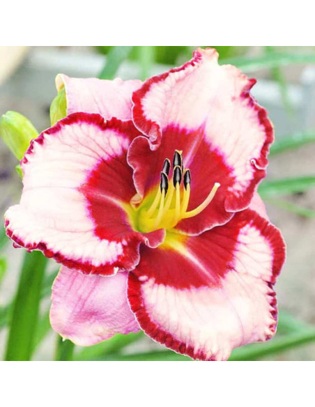 Hemerocallis "Lies & Lipstick" - Radacini Flori Perene