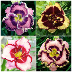 Hemerocallis "Mix Promo 1" - 4 Radacini Flori Perene in 4 culori