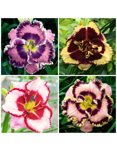 Hemerocallis "Mix Promo 1" - 4 Radacini Flori Perene in 4 culori