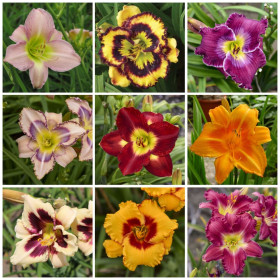 Hemerocallis "Mix Promo 2" - 9 Radacini Flori Perene