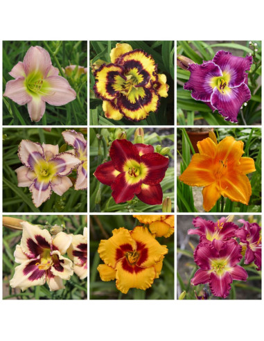 Hemerocallis "Mix Promo 2" - 9 Radacini Flori Perene