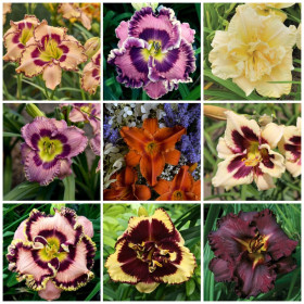 Hemerocallis "Mix Promo 3" - 9 Radacini Flori Perene