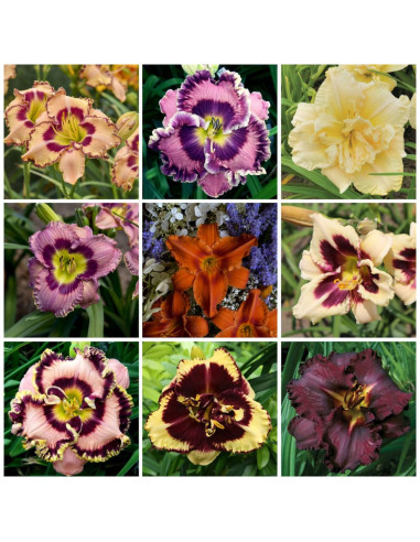 Hemerocallis "Mix Promo 3" - 9 Radacini Flori Perene