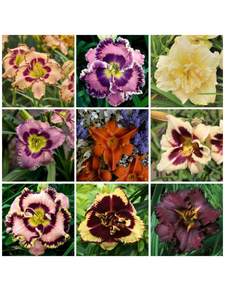 Hemerocallis "Mix Promo 3" - 9 Radacini Flori Perene