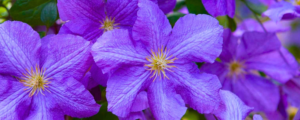 Clematis de Vânzare | Regina Lianelor | Magia Naturii