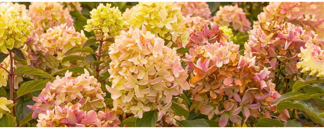 Hortensia Paniculata la Ghiveci – Soiuri Premium