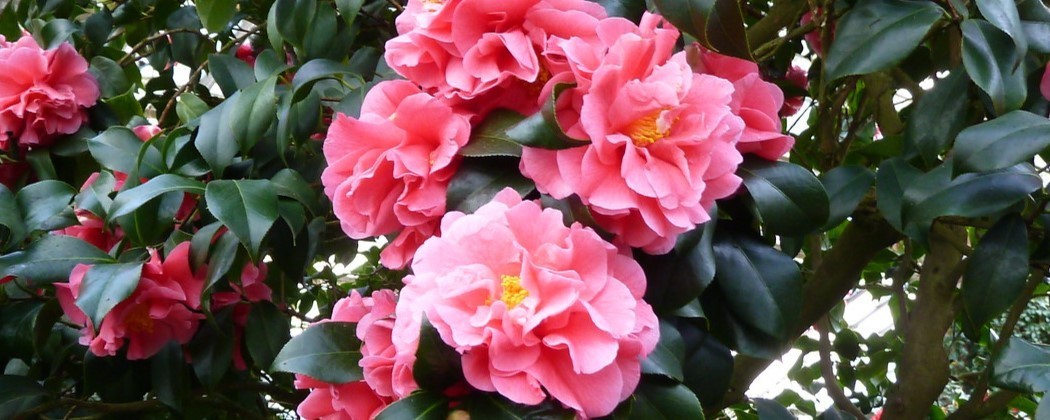 Camelia Japonica la Ghiveci 5L - Plante Mature de Vânzare