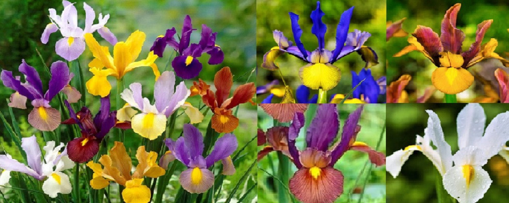Bulbi de Iris - Gradina si Ghivece - Magia Naturii