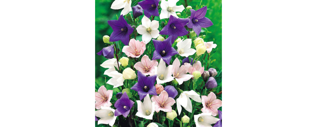 Floarea Balon - Platycodon - Plante Perene - Magia Naturii