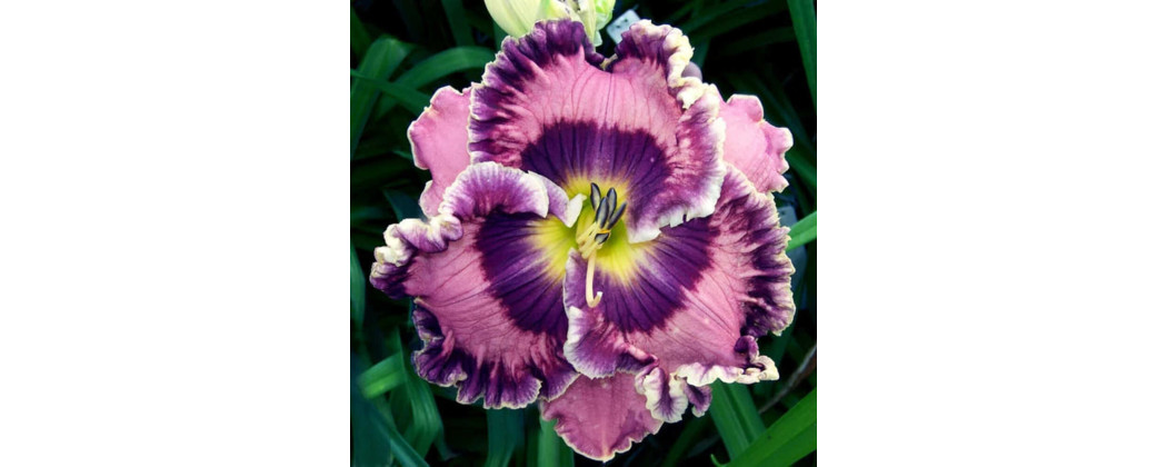 Hemerocallis Crin de Zi - Plante Perene - Magia Naturii